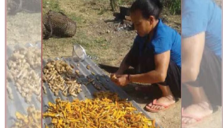 हल्दी की खेती turmeric farming and processing