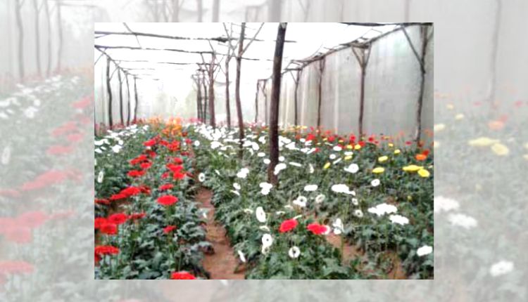 जरबेरा फूल की खेती gerbera farming