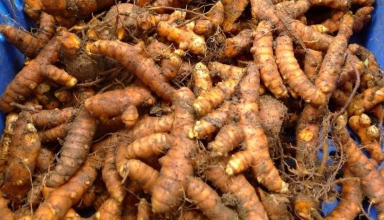 हल्दी की खेती turmeric farming and processing