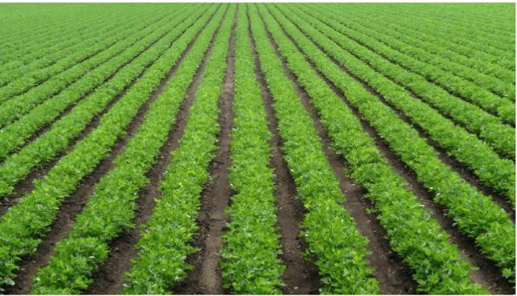 मूंगफली की खेती (Groundnut): सूखा प्रभावित क्षेत्र के लिए उन्नत है मूंगफली की ये किस्म, 21 फ़ीसदी तक बढ़ा उत्पादन