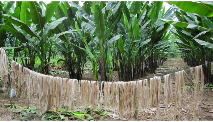 Banana Fiber Products: केले के रेशे से कई उत्पाद तैयार कर रही ये महिलाएं
