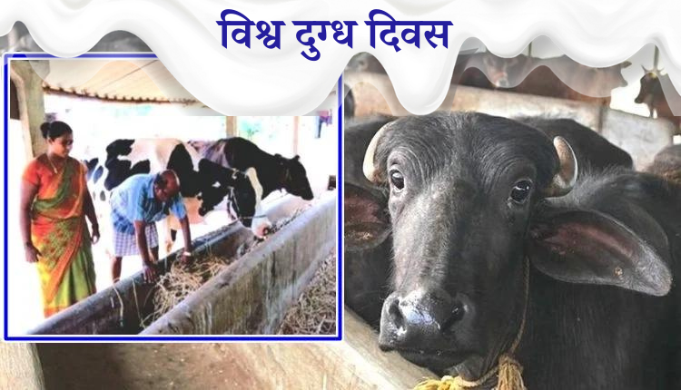 विश्व दुग्ध दिवस
