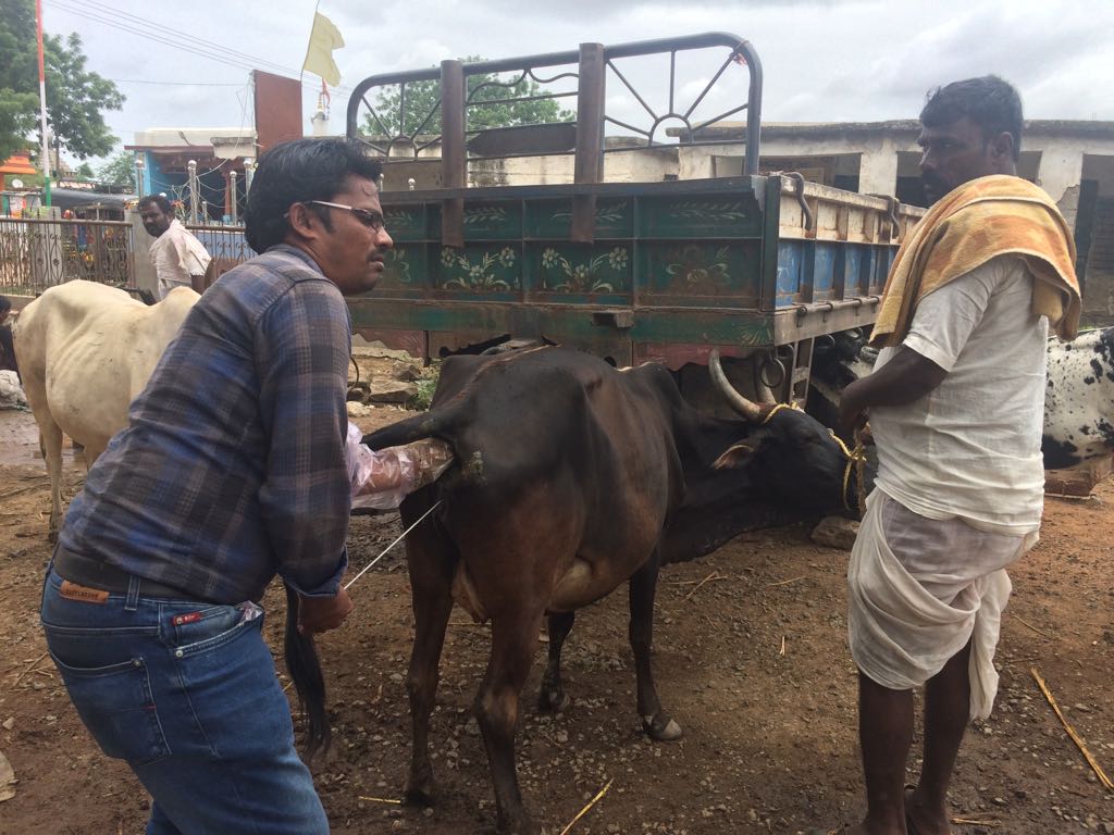 आर्टिफ़िशियल इनसेमिनेशन Artificial Insemination पशुओं में गर्भधारण