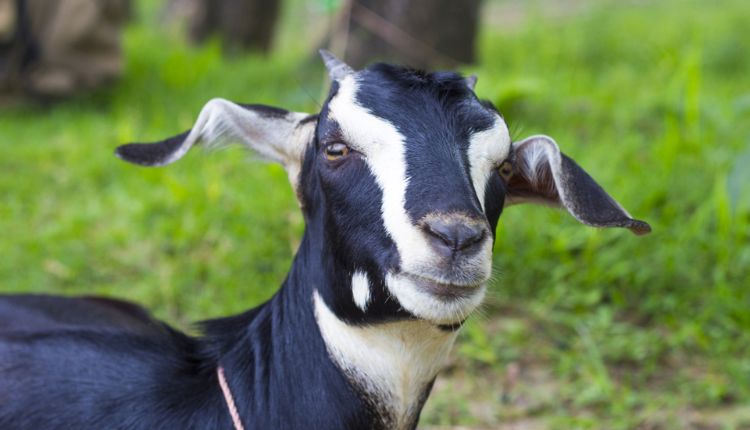 बकरी पालन व्यवसाय goat farming business 