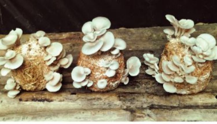 Blue Oyster Mushroom: ब्लू ऑयस्टर मशरूम की खेती में लागत-मुनाफ़े का गणित