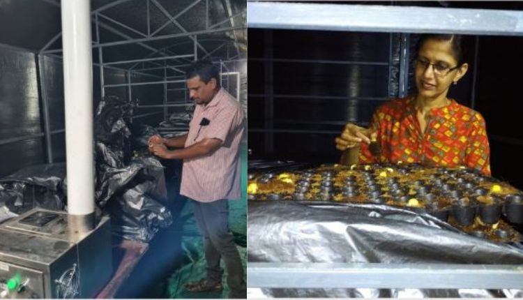 अंकुरित काजू