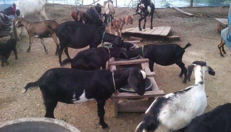 बकरी पालन व्यवसाय goat farming business 