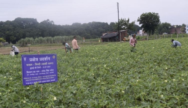 भिंडी की खेती भिंडी की उन्नत किस्म lady finger varieties kashi chaman काशी चमन