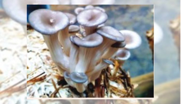 Blue Oyster Mushroom: ब्लू ऑयस्टर मशरूम की खेती में लागत-मुनाफ़े का गणित