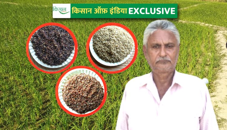 Coloured Rice Cultivation बीज उत्पादन