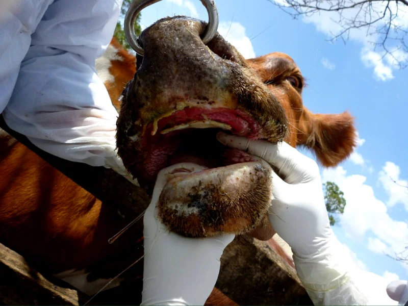 डेयरी पशुओं के रोग dairy animals diseases