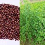 Nutrition Garden: घर पर कैसे बनाएं पोषण वाटिका का मॉडल? डॉ. अभिषेक प्रताप सिंह से जानिए
