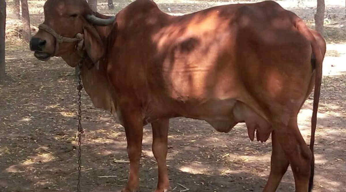 देसी गाय 2