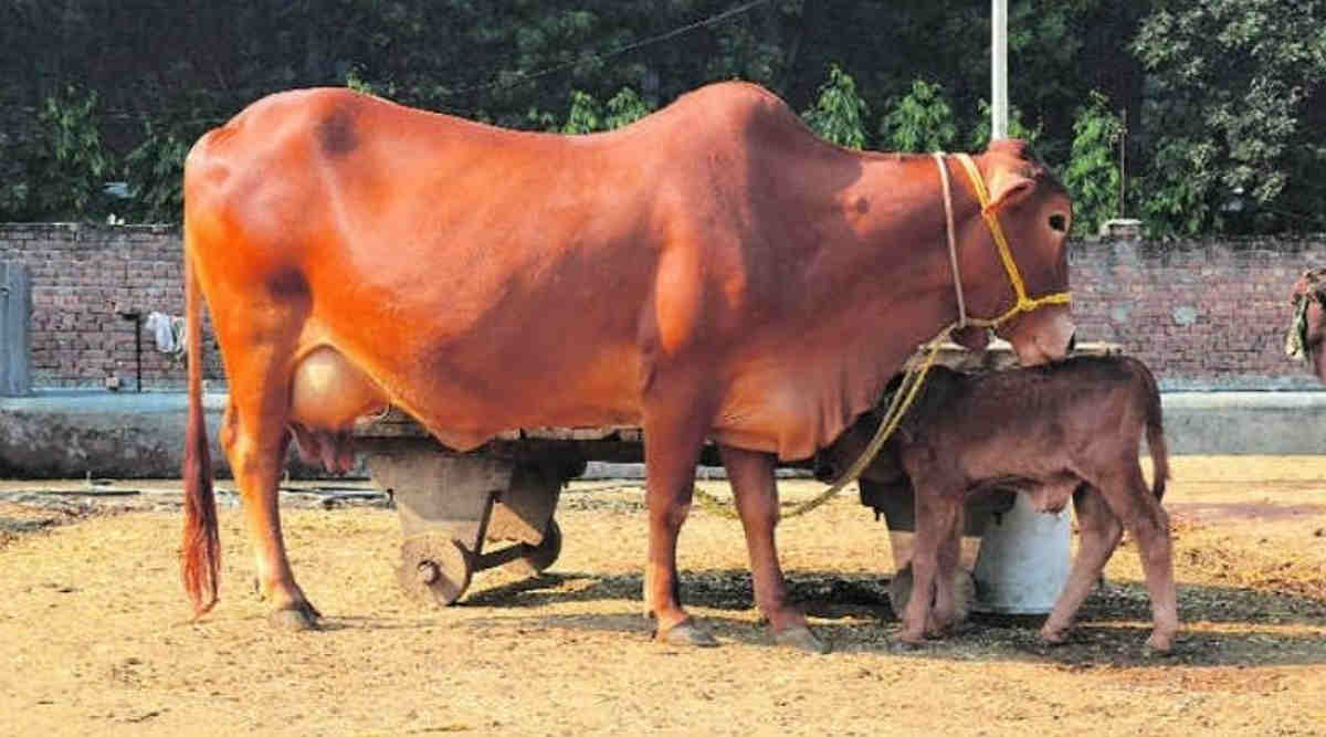 देसी गाय 3