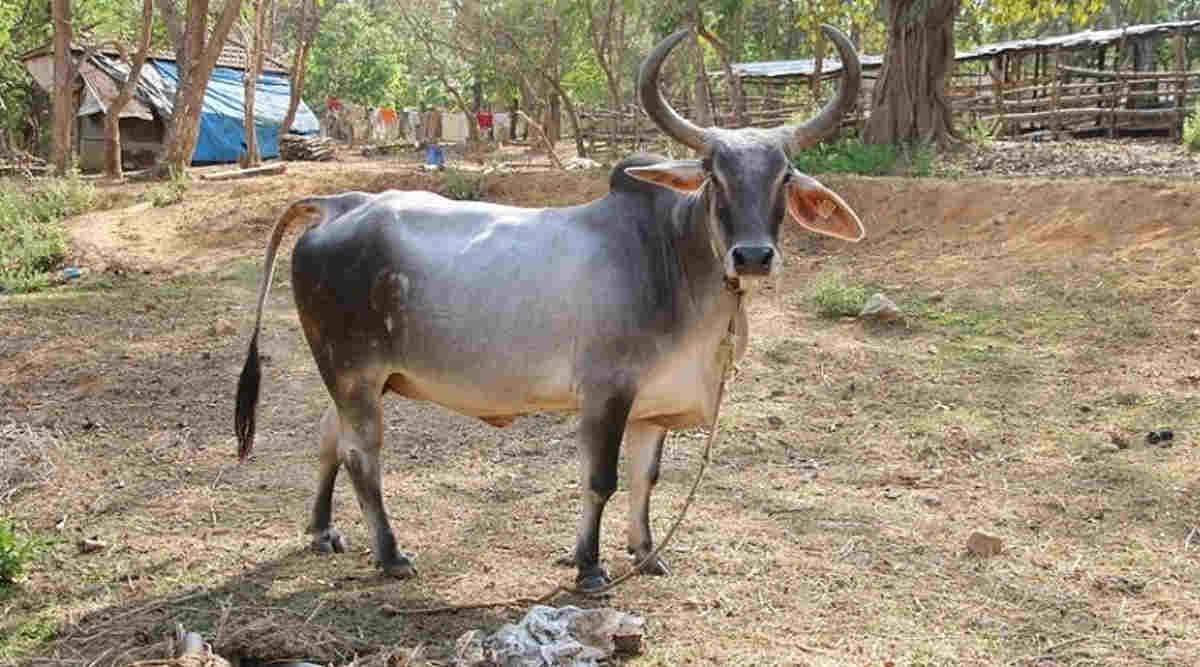 desi cow kankrej (देसी गाय)