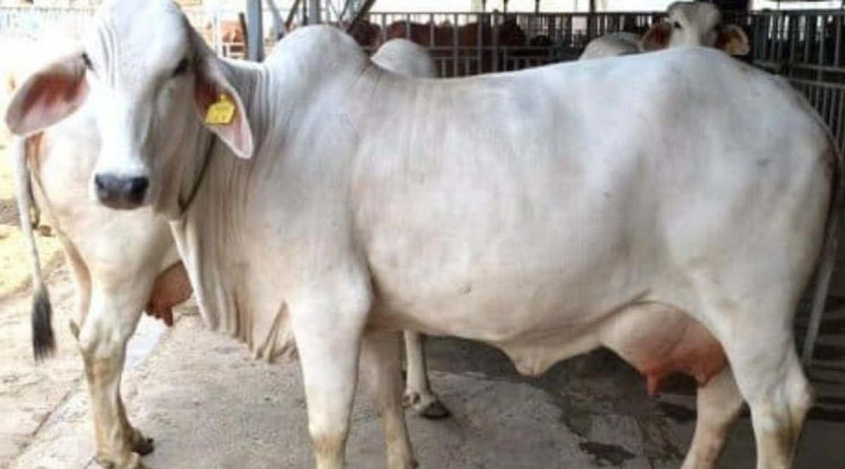 देसी गाय