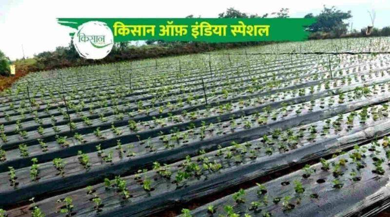 प्लास्टिक मल्चिंग तकनीक