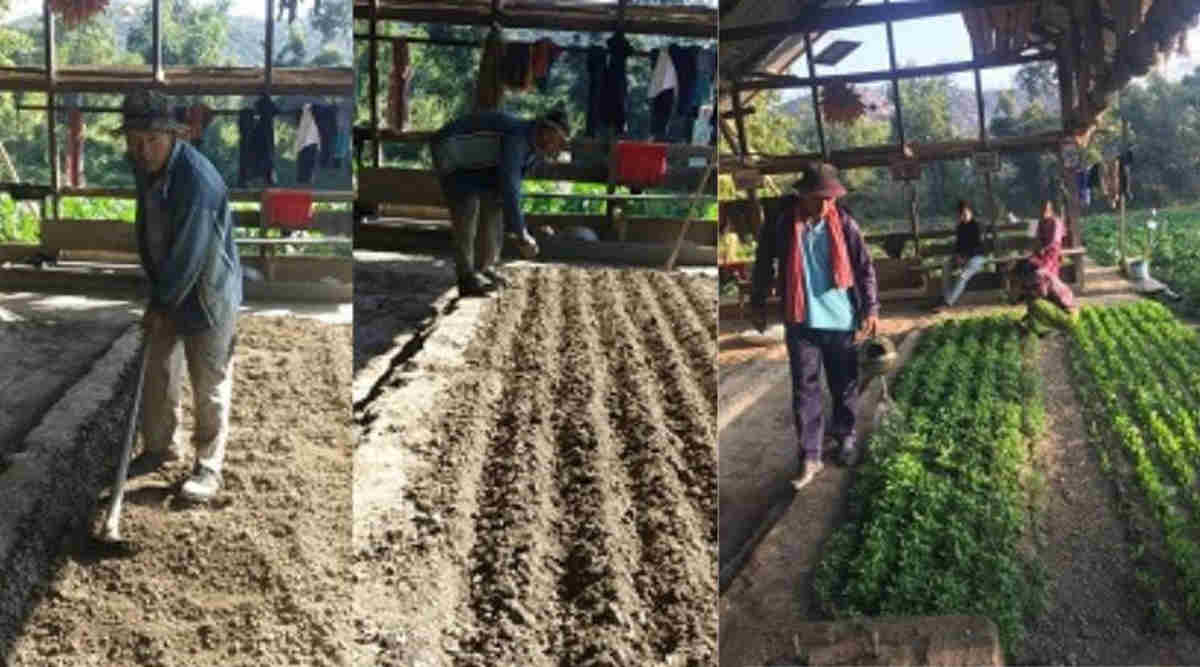 सब्जियों की नर्सरी vegetable nursery 1