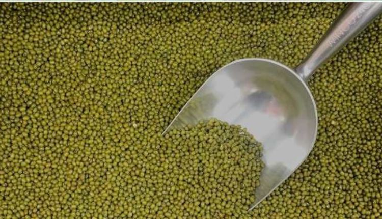 mung bean seed production बीज उत्पादन