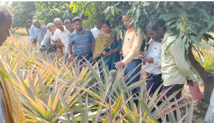 किसान संग्राम प्रधान ने आम के साथ अनानास की खेती का Intercropping मॉडल अपनाया, उन्नत तकनीकों का इस्तेमाल