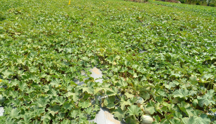खरबूजे की खेती muskmelon farming