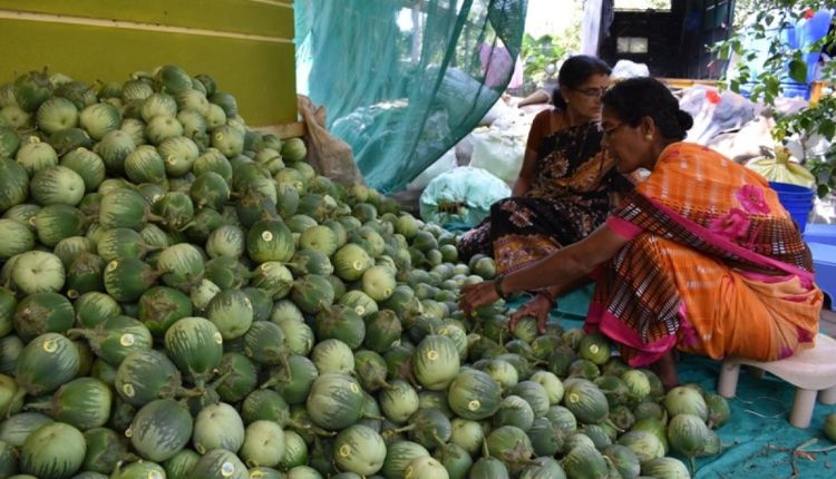 सब्जियों की खेती में किया अर्का वेजिटेबल स्पेशल का इस्तेमाल, कीट-रोगों का प्रकोप कम और बढ़ी पैदावार
