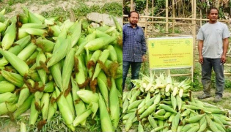 स्वीट कॉर्न की खेती में उन्नत किस्म और तकनीक का इस्तेमाल, पढ़िए मिज़ोरम के इन किसानों की कहानी