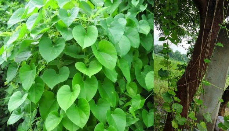 औषधीय पौधे गिलोय की खेती किसानों के लिए अच्छी आमदनी का बड़ा ज़रिया, ले सकते हैं ट्रेनिंग और सब्सिडी