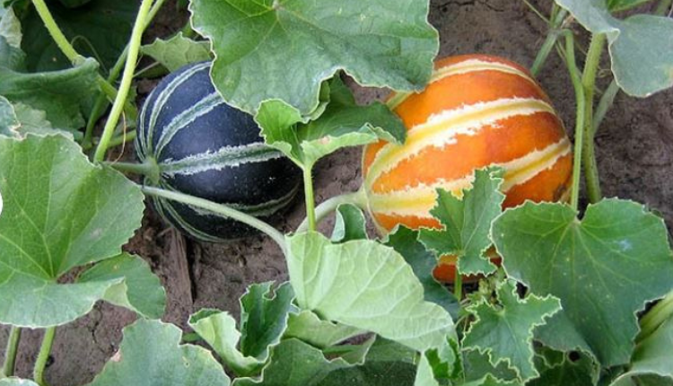 खरबूजे की खेती muskmelon farming