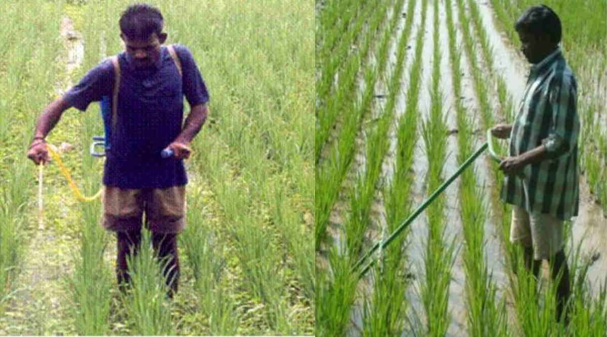 खरपतवार की रोकथाम weed management in kharif crops