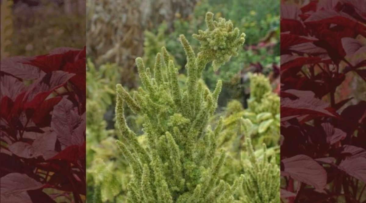 चौलाई की खेती (Amaranth Cultivation) चौलाई की किस्म (chaulai varieties)