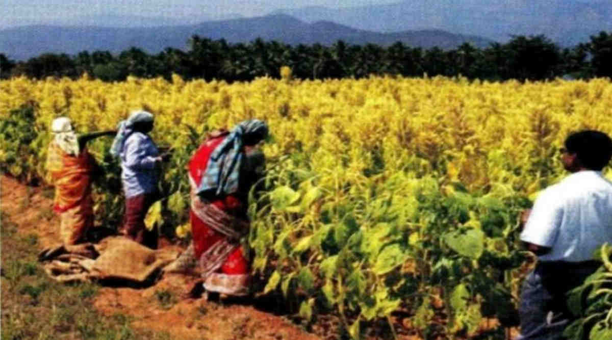 चौलाई की खेती (Amaranth Cultivation) 3