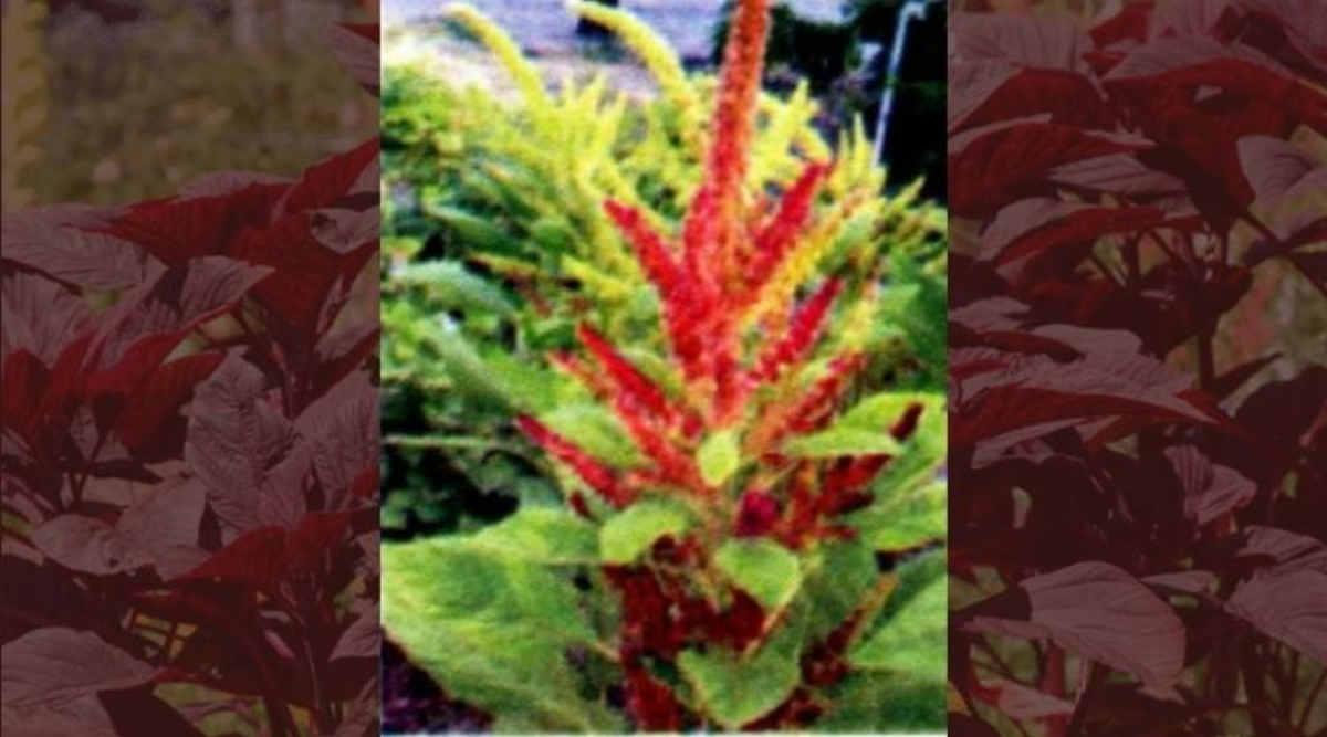 चौलाई की खेती (Amaranth Cultivation) चौलाई की किस्म (chaulai varieties) 2