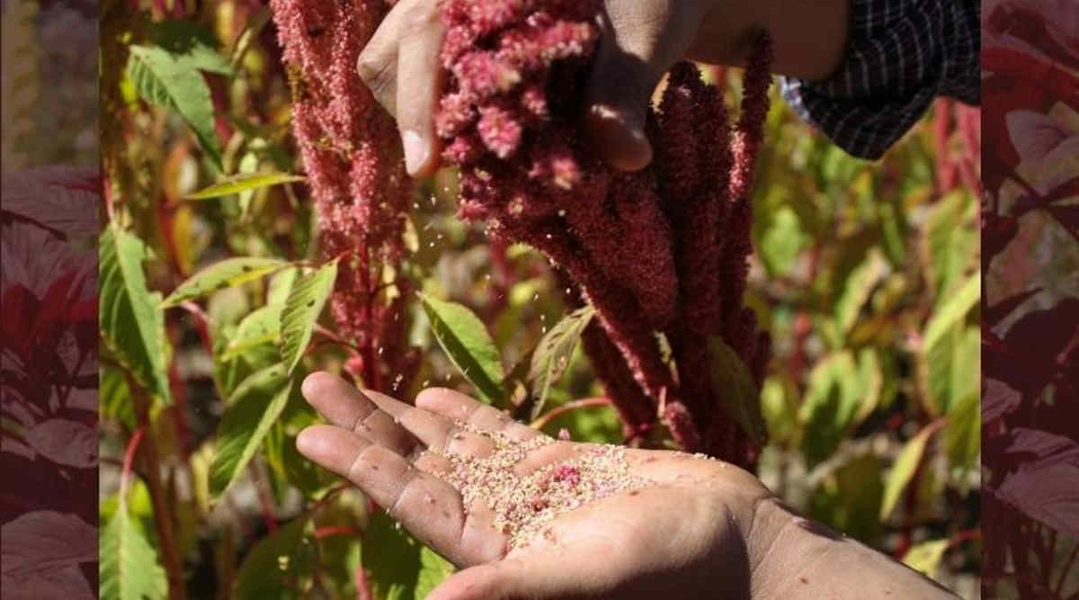 चौलाई की खेती (Amaranth Cultivation) चौलाई की किस्म (chaulai varieties) 4