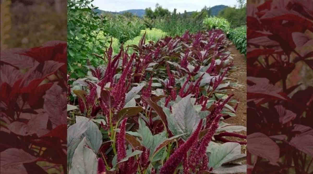 चौलाई की खेती (Amaranth Cultivation) चौलाई की किस्म (chaulai varieties)
