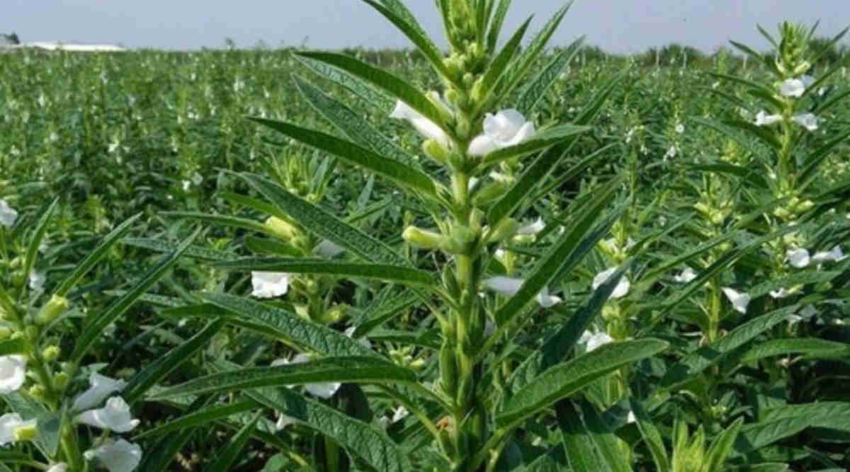 तिल की खेती Sesame Cultivation