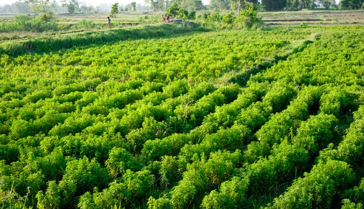 Menthol Mint Cultivation: जानिए कैसे जापानी पुदीने की खेती किसानों के लिए हो सकती है फ़ायदेमंद