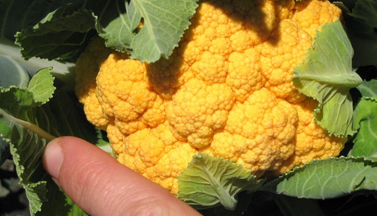 रंगीन फूलगोभी की खेती की तरफ़ क्यों बढ़ रहा किसानों का रुझान? जानिए Coloured Cauliflower की खेती के बारे में
