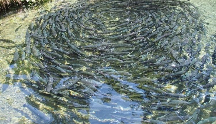 मछली पालन: मछली की उन्नत प्रजाति (Fish Species In Hindi) जयंती रोहू और अमूर कार्प