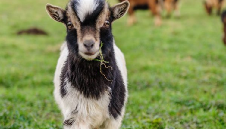 बकरी पालन: कैसे बढ़ाएं बकरी का दूध उत्पादन? Goat Milk से बढ़ाएं आमदनी