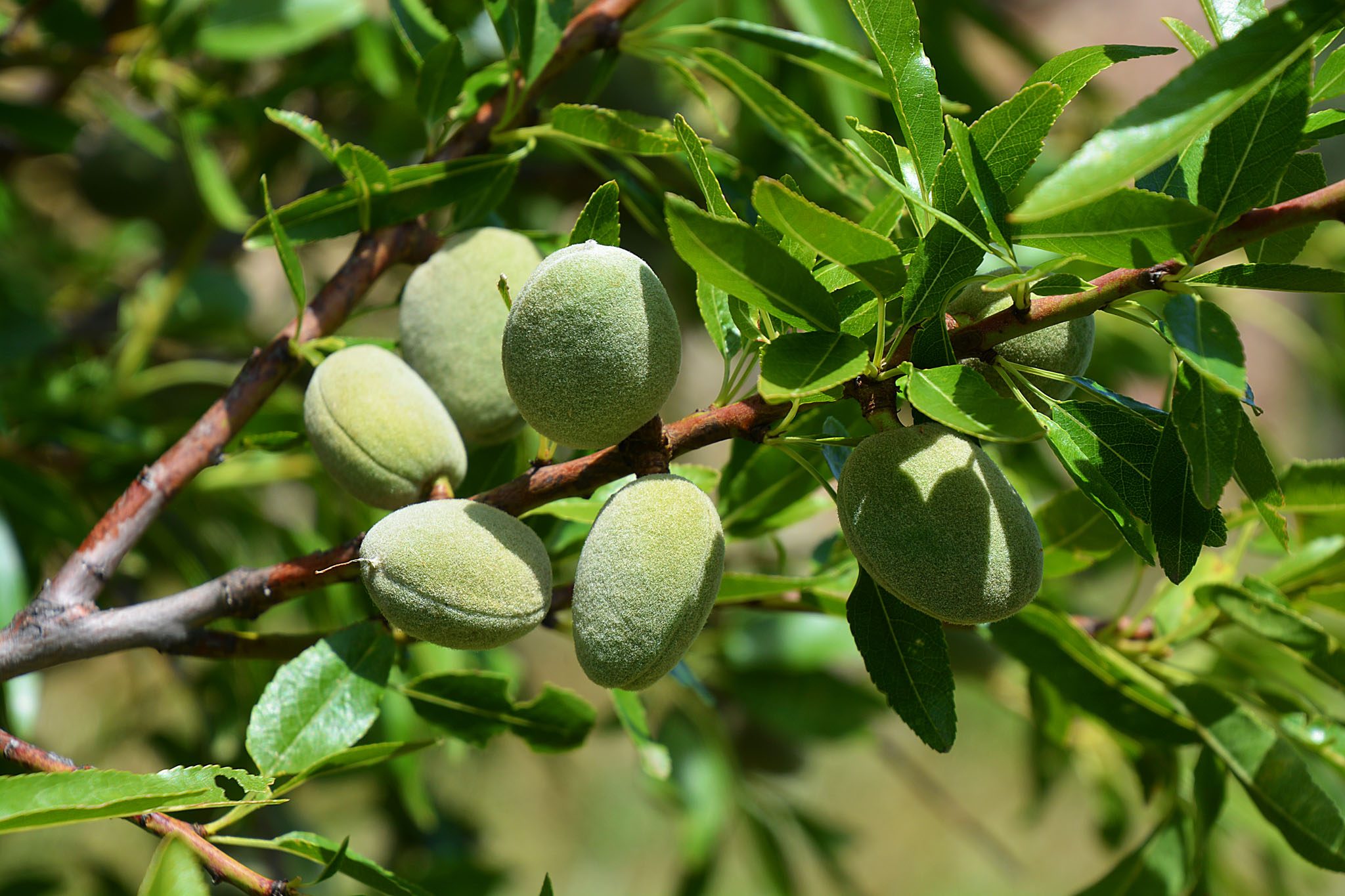 Almond Farming हाई डेंसिटी बादाम की खेती