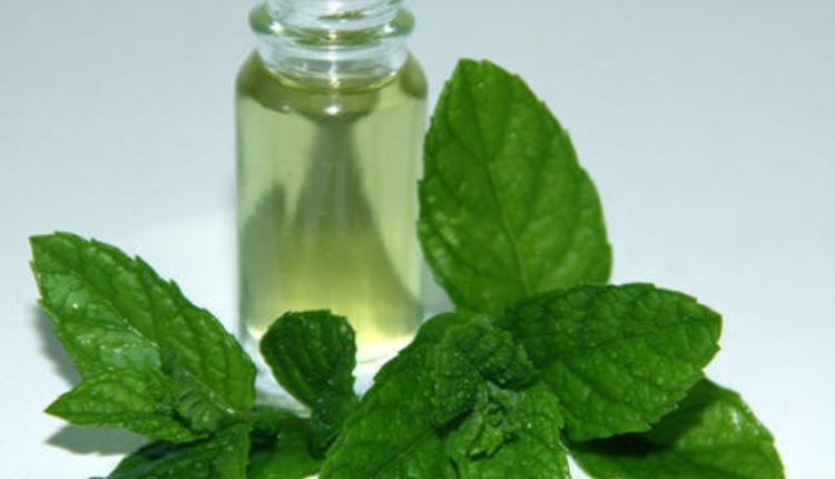 Menthol Mint Cultivation: जानिए कैसे जापानी पुदीने की खेती किसानों के लिए हो सकती है फ़ायदेमंद
