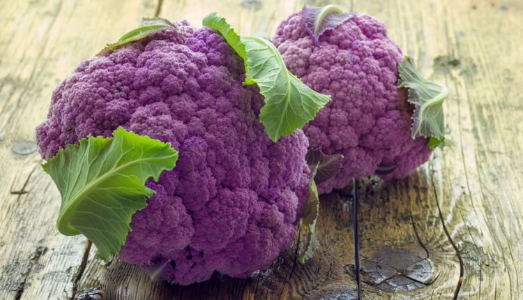 रंगीन फूलगोभी की खेती की तरफ़ क्यों बढ़ रहा किसानों का रुझान? जानिए Coloured Cauliflower की खेती के बारे में
