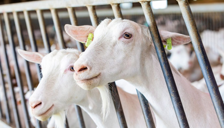 बकरी पालन: कैसे बढ़ाएं बकरी का दूध उत्पादन? Goat Milk से बढ़ाएं आमदनी