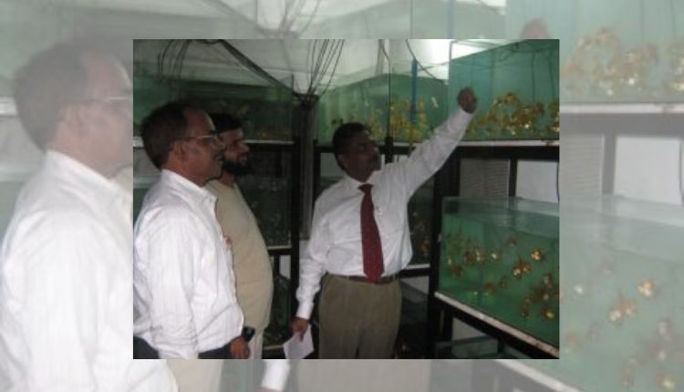 Ornamental Fish Farming: सजावटी मछली पालन