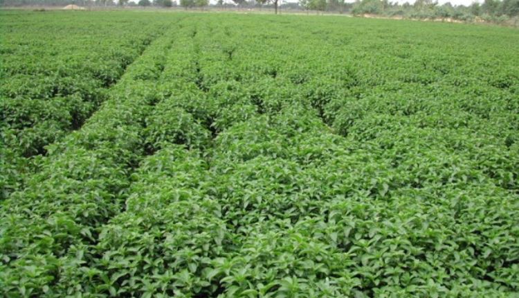 Menthol Mint Cultivation: जानिए कैसे जापानी पुदीने की खेती किसानों के लिए हो सकती है फ़ायदेमंद