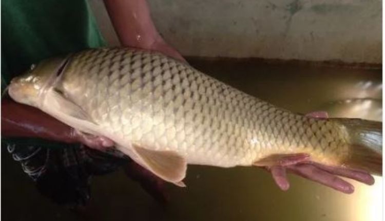मछली पालन: मछली की उन्नत प्रजाति (Fish Species In Hindi) जयंती रोहू और अमूर कार्प