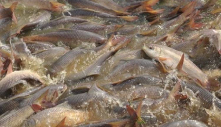 मछली पालन: मछली की उन्नत प्रजाति (Fish Species In Hindi) जयंती रोहू और अमूर कार्प
