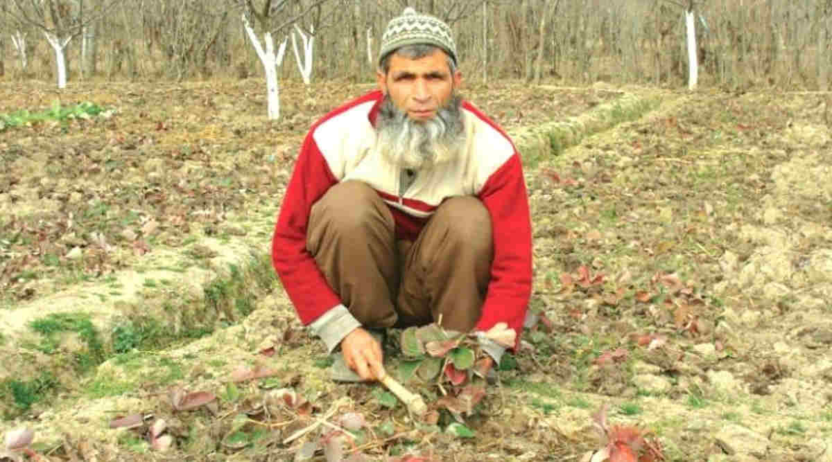 jammu kashmir strawberry farming स्ट्रॉबेरी की खेती 3