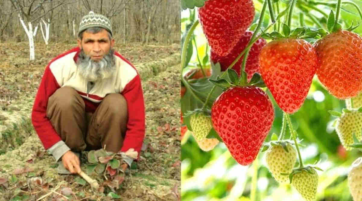 तस्वीर साभार: Department of Agriculture & Cooperation and Farmers Welfare & kruppfarms